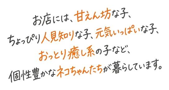 お店には、甘えん坊な子、ちょっぴり人見知りな子、元気いっぱいな子、おっとり癒し系の子など、個性豊かなネコちゃんたちが暮らしています。